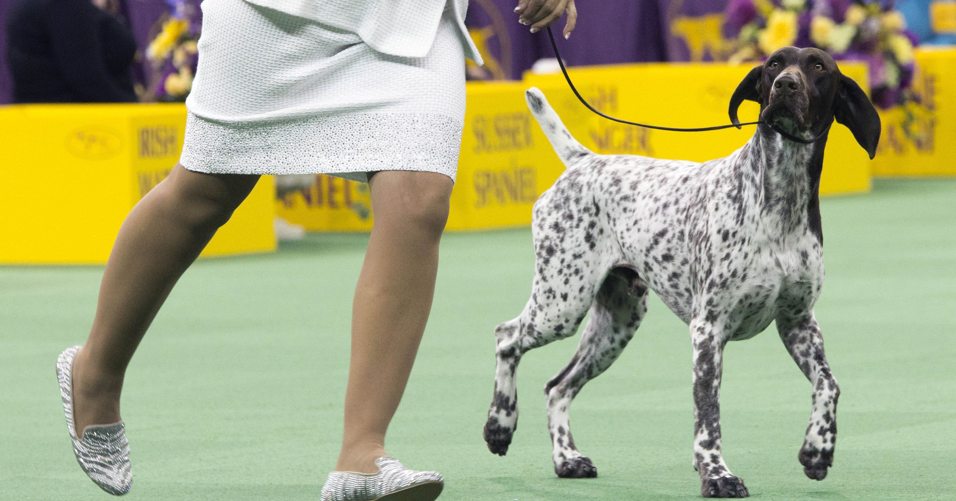 Meet CJ the GSP, Winner of the Westminster Kennel Club Dog Show!
