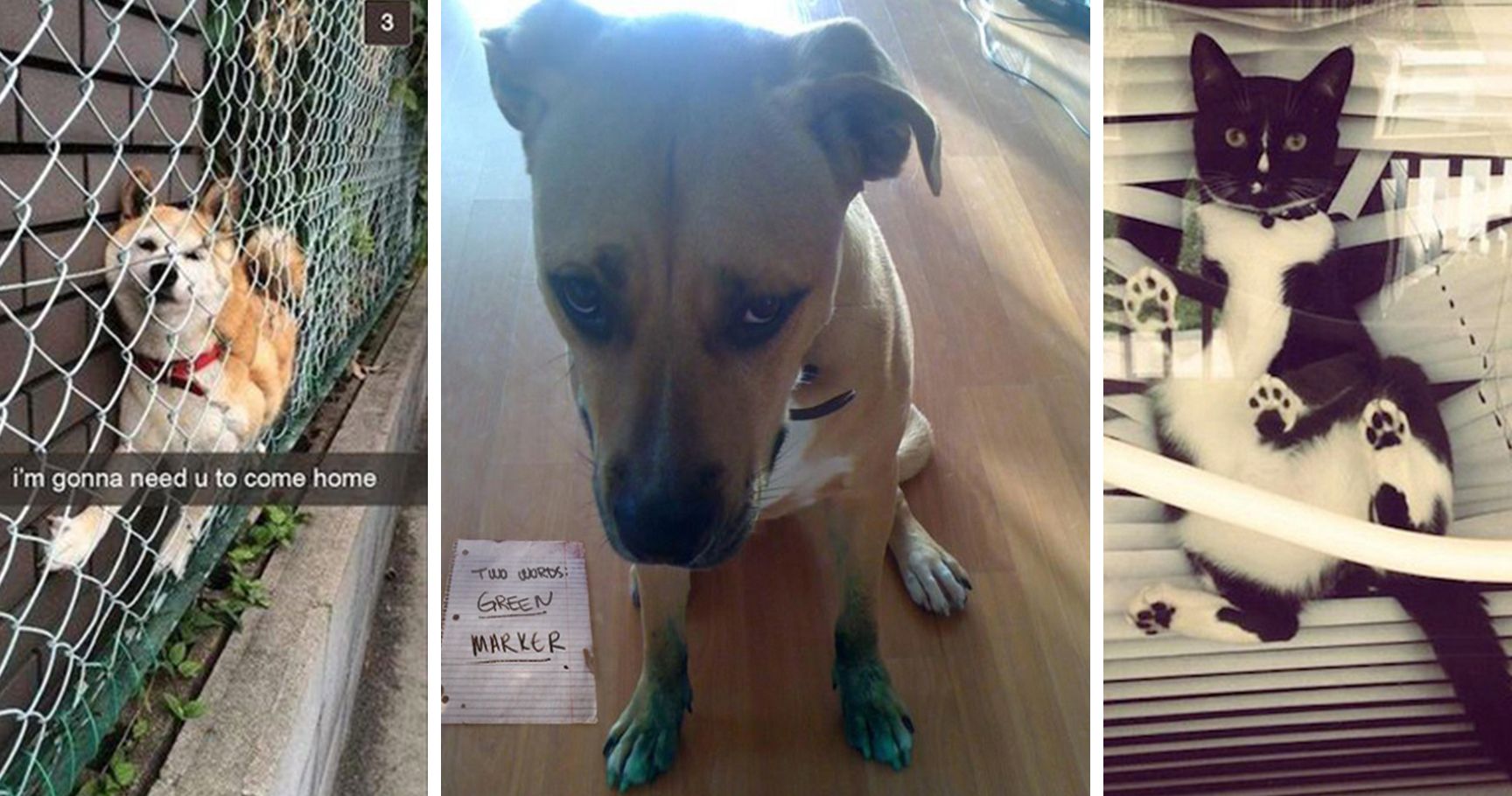 20 Hilarious Photos That Show What Pets Do When Home Alone