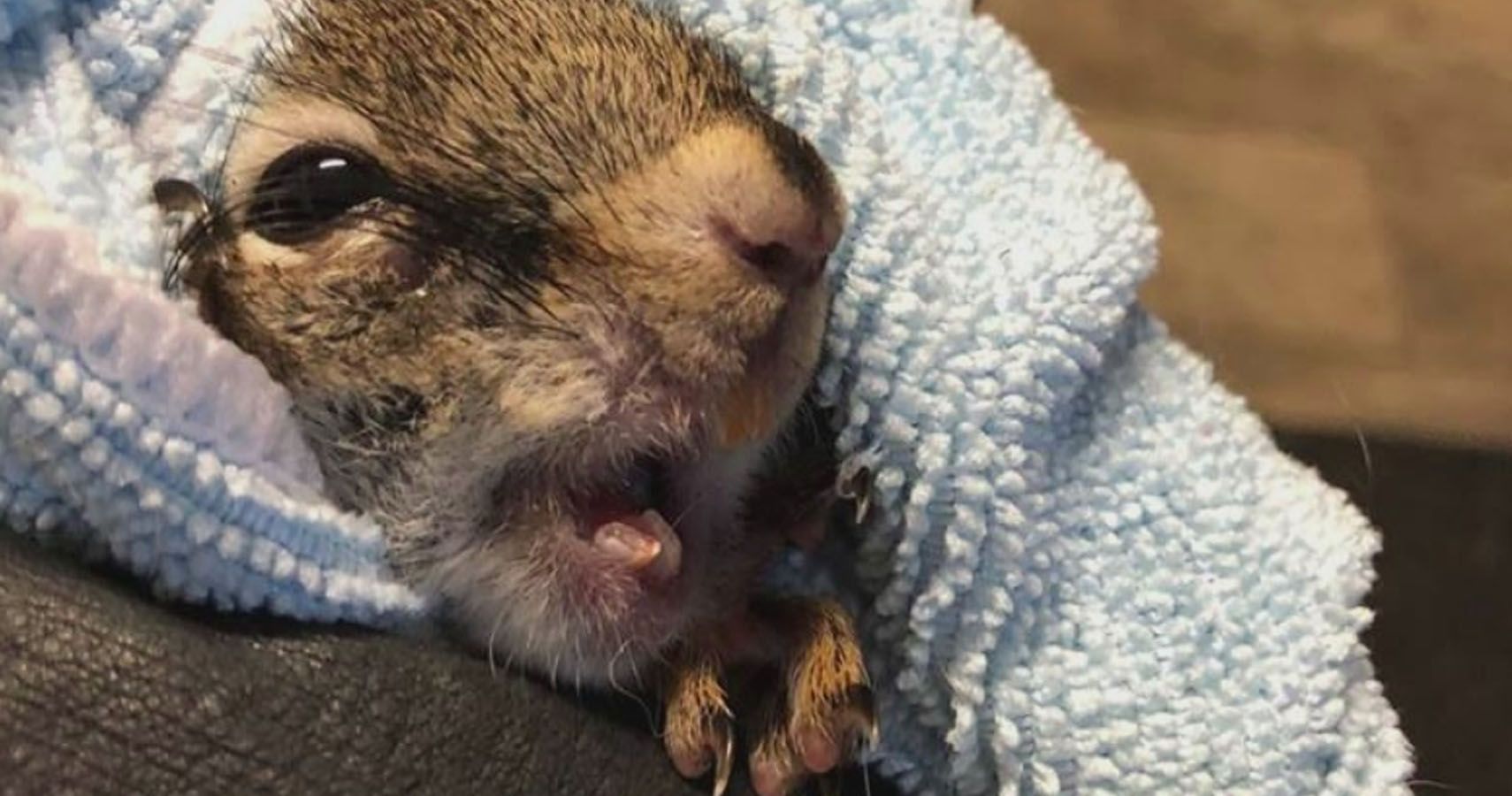 Sabertooth Squirrel Owes His Smile To This Amateur Dentist