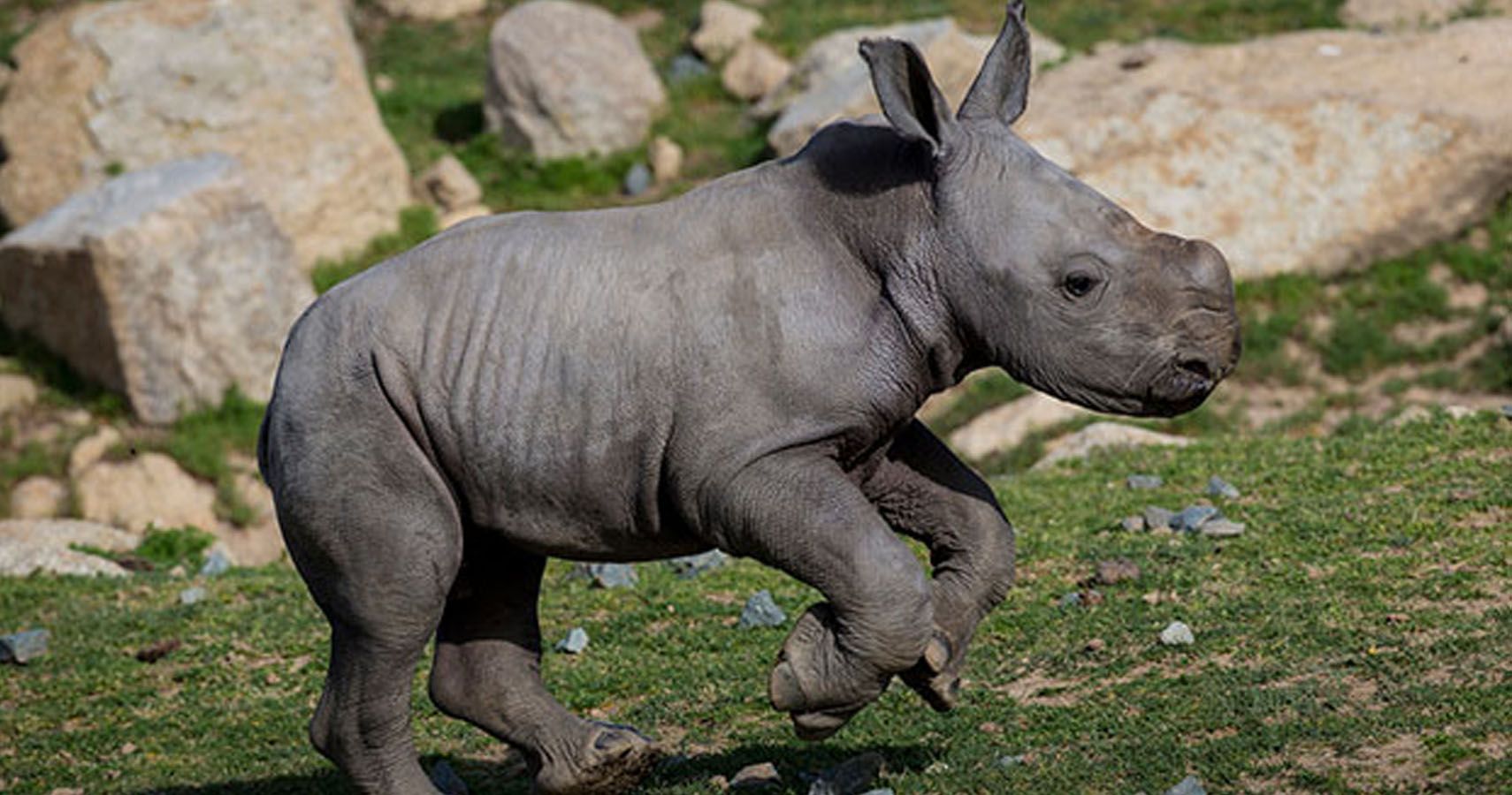 javan rhinoceros. javan rhinoceros.