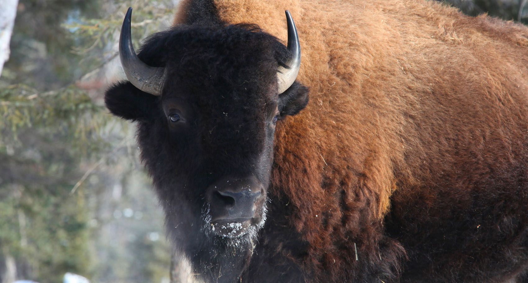 Native Americans Are Saving Bison From Extinction | TheThings