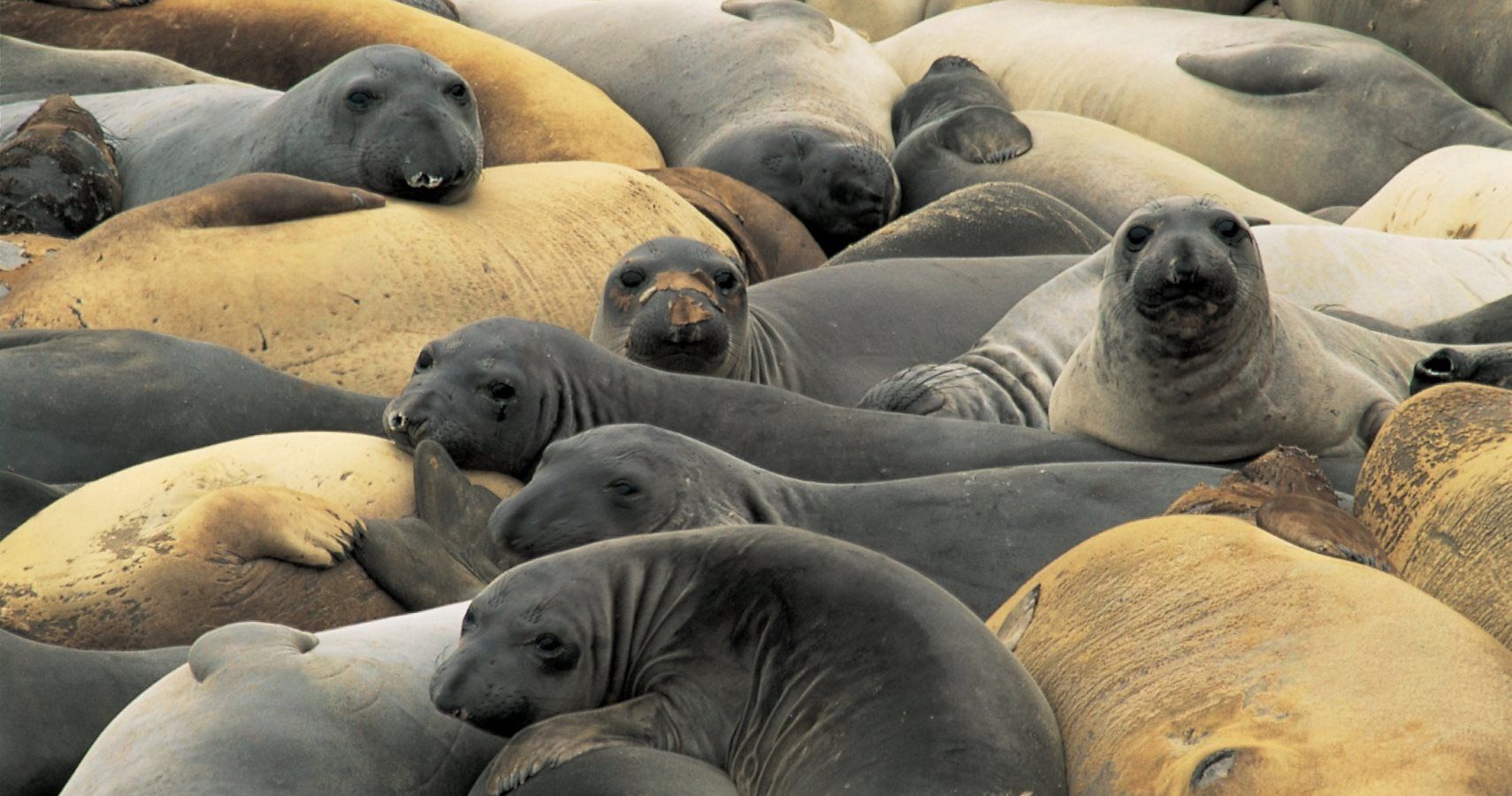Download Elephant Seals Annex San Francisco Beach During Shutdown