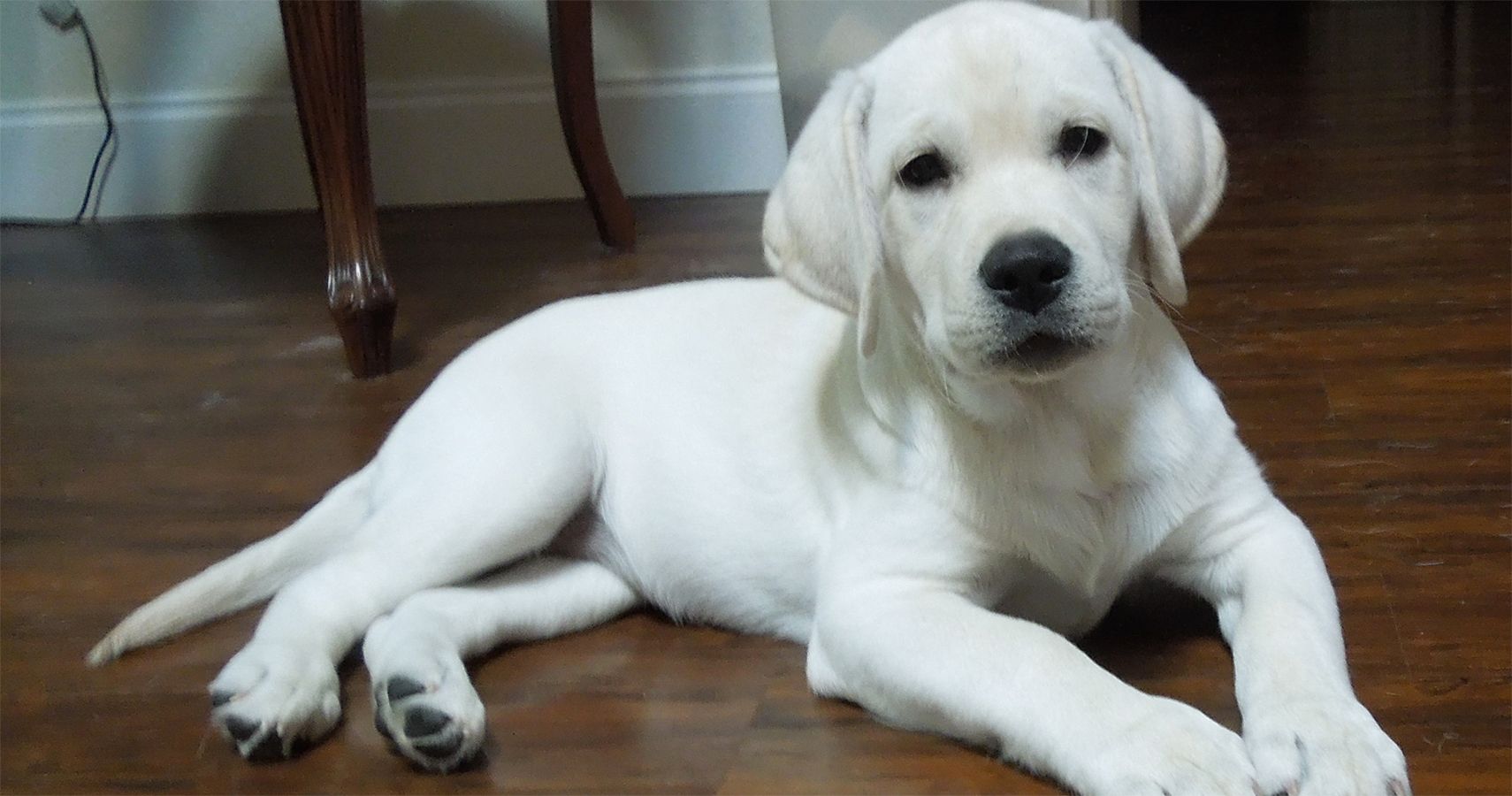 10 Perfect Names For Your Beautiful White Dog | TheThings