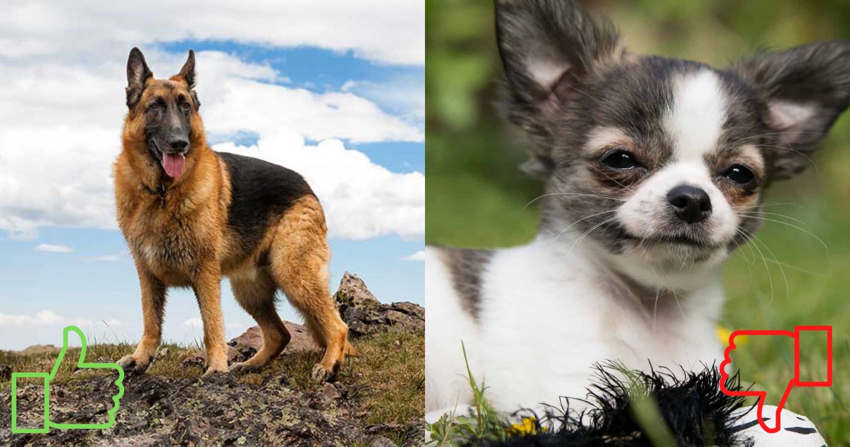 best dog breed for taurus